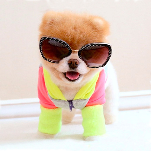 Imagen representativa
                               de la categoría Accesorios para perritos